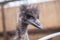 Ostrich looks at the frame