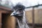 Ostrich looks at the frame