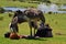 Ostrich is making the sunshade, New Zealand