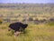 Ostrich male savanna plain