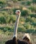 Ostrich Male tall long neck non flight bird