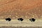 Ostrich male trio following a female, Namib desert