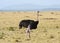 Ostrich, Masai Mara, KENYA