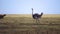 Ostrich on Meadow of Savanna, Slow Motion. Flightless Bird Walking in Nature