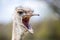 Ostrich with mouth wide open