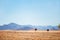 Ostrich in Namib desert