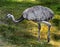 Ostrich nandu on the lawn 1