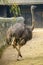 Ostrich near stone fence