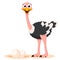 Ostrich and nest with eggs. The character