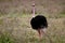 Ostrich in Ngorongoro Crater