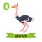 Ostrich. O letter. Cute children animal alphabet in vector. Funny cartoon animals