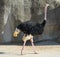 The Ostrich is one or two species of large flightless birds native to Africa,