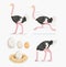 Ostrich and ostrich eggs on the nests. Vector illustration.