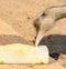 Ostrich pecking a block of ice