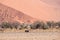 Ostrich pink sand dunes, Sossuvlei, Namibia