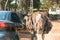 Ostrich pokes its beak into the car window