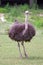 Ostrich portrait