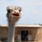 Ostrich portrait