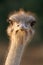 Ostrich Portrait