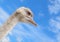 Ostrich portrait on background of blue sky. The head of an African ostrich close up