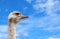 Ostrich portrait on background of blue sky. The head of an African ostrich close up