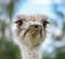 Ostrich portrait on background of blue sky. The head of an African ostrich close up