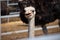 Ostrich portrait close up. Curious emu on farm. Proud ostrich face. Funny hairy emu closeup. Wildlife concept. Birds concept.