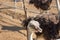 Ostrich portrait close up. Curious emu on farm. Proud ostrich face. Funny hairy emu closeup. Wildlife concept. Birds concept.