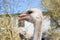 Ostrich portrait close up. Curious emu on farm. Proud ostrich face. Funny hairy emu closeup. Wildlife concept. Birds concept.