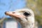 Ostrich portrait close up. Curious emu on farm. Proud ostrich face. Funny hairy emu closeup. Wildlife concept. Birds concept.