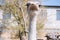 Ostrich portrait close up. Curious emu on farm. Proud watching ostrich. Funny hairy emu closeup. Wildlife concept.