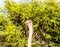 Ostrich portrait in front of Mimosa thorn tree