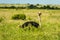 Ostrich resting in green grass in Addo Elephant National Park South Africa