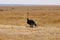 Ostrich resting on the ground outdoors covered with golden grass