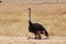 Ostrich resting on the ground outdoors covered with golden grass