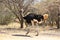 Ostrich Running on Dirt Track Road in Botswana