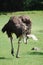 Ostrich running on grass