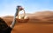 Ostrich running in a savanna desert carrying a basket with eggs