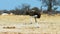 Ostrich Runs Through Wilderness, Wildlife, Africa, Wild Nature, Wild Animal