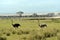 Ostrich in savanna in Kenya