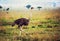 Ostrich on savanna, safari in Tanzania, Africa