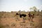 Ostrich in the savannah of Africa. Safari in Kenya, early breakfast at sunrise