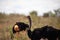 Ostrich in the savannah of Africa. Safari in Kenya, early breakfast at sunrise