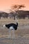 Ostrich in savannah sunset kenya