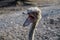 Ostrich screaming at zoo in Belgrade