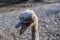 Ostrich screaming at zoo in Belgrade