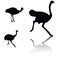 Ostrich silhouettes