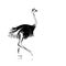 Ostrich sketch black for your design