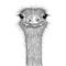 Ostrich sketch. Head closeup