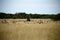Ostrich & Springbok Plains Game